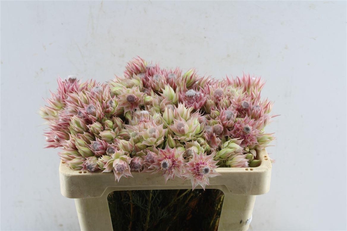 <h4>Blushing Bride Pink 2-5</h4>