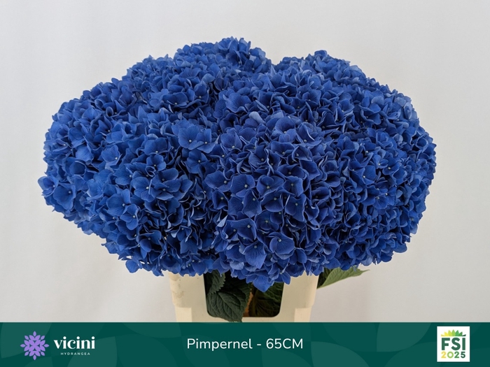 <h4>HYDR M CH PIMPERNEL</h4>