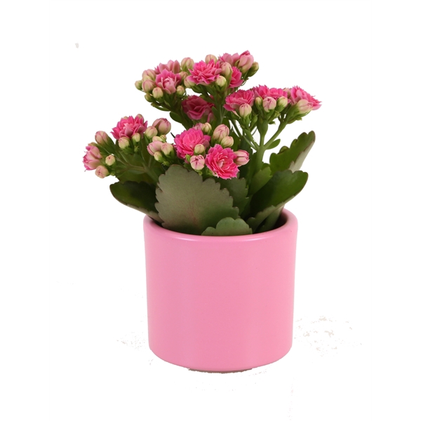 <h4>KP-784.1 - Kalanchoe Rosalina 6cm in cilinderpot</h4>