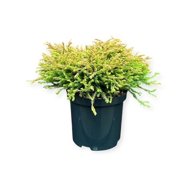 <h4>Thuja o. 'Golden Tuffet'</h4>