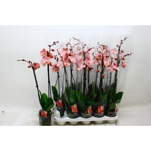 PHAL OV