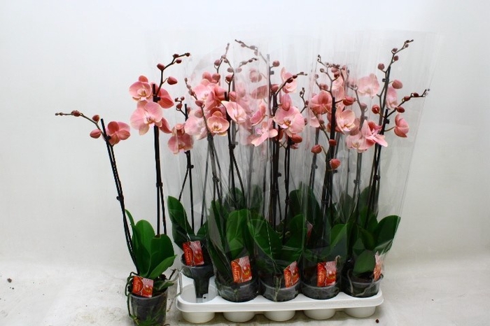 <h4>PHAL OV</h4>