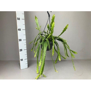 Epiphyllum Dietmar Paetz