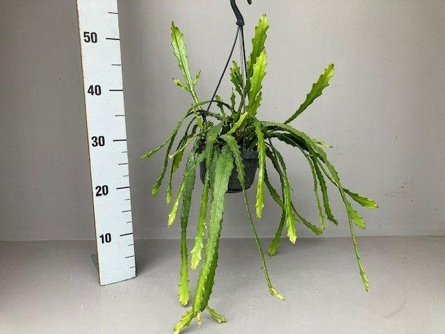 <h4>Epiphyllum Dietmar Paetz</h4>