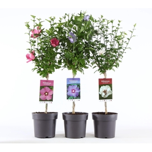 Hibiscus syriacus