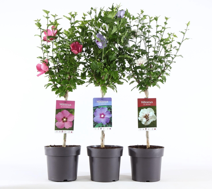 <h4>Hibiscus syriacus</h4>