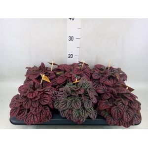 Peperomia