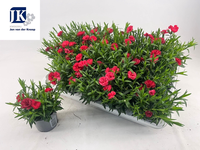 <h4>DIAN OSC RED</h4>