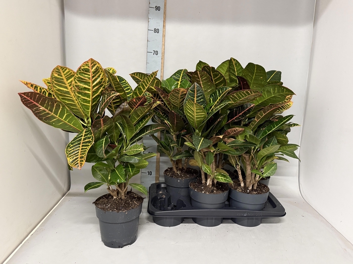 <h4>COD GR PETRA</h4>