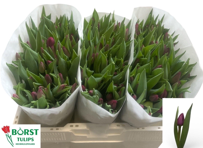 <h4>TU EN PURPLE PRINCE</h4>