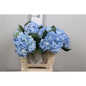 Hydrangea Shocking Blue