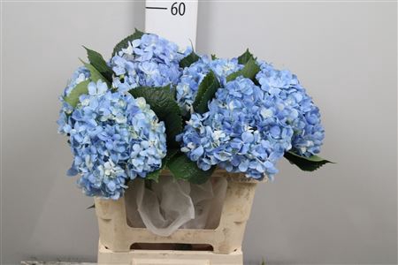 <h4>Hydrangea Shocking Blue</h4>