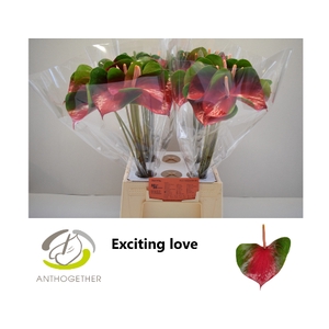 Anthurium  Exciting Love