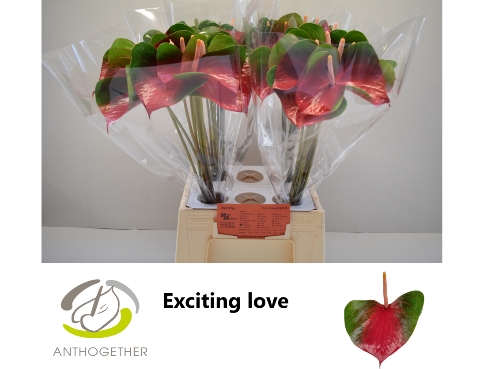 <h4>Anthurium  Exciting Love</h4>