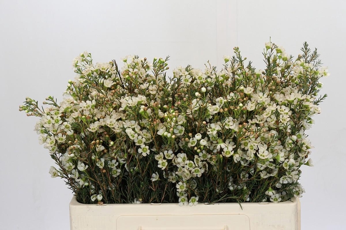 <h4>Chamelaucium Sirius</h4>