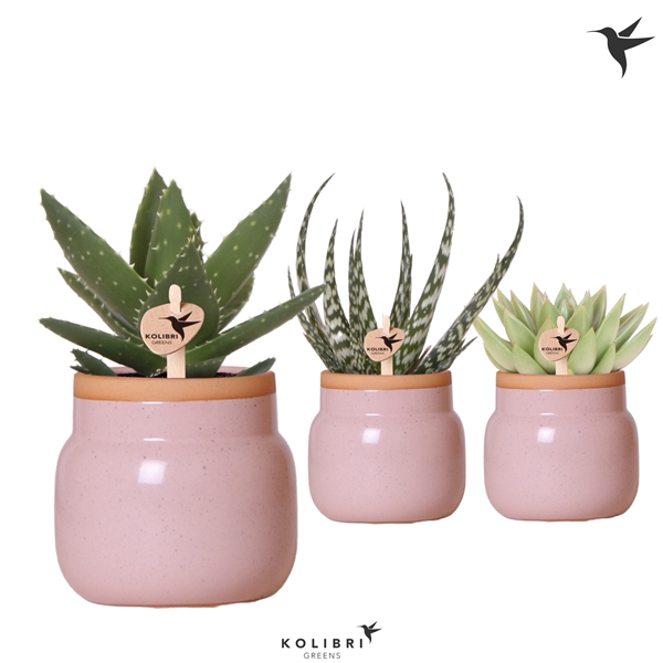 <h4>Kolibri Greens Succulenten mix in Vintage Bowl pot pink</h4>