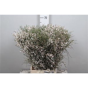 Genista White