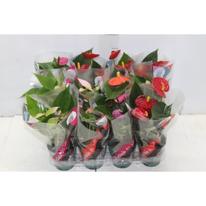 ANTHURIUM VARIADO P09