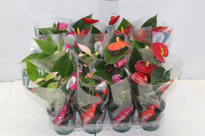 <h4>ANTHURIUM VARIADO P09</h4>