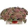 Sedum Spectabile
