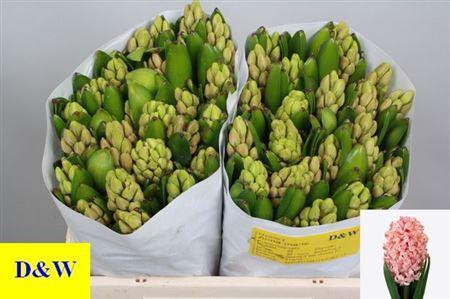 <h4>Hyac Anna Marie</h4>