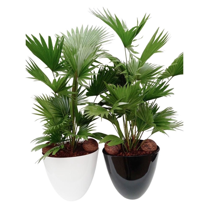 <h4>Livistona in Turin pot</h4>