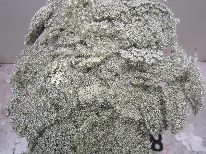 <h4>Ammi Vis Green Mist Platina</h4>