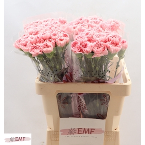 DI ST PINK MONTEZUMA