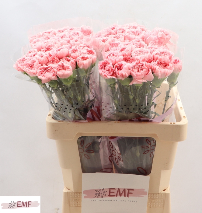 <h4>DI ST PINK MONTEZUMA</h4>