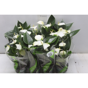 ANTHURIUM VARIADO P09