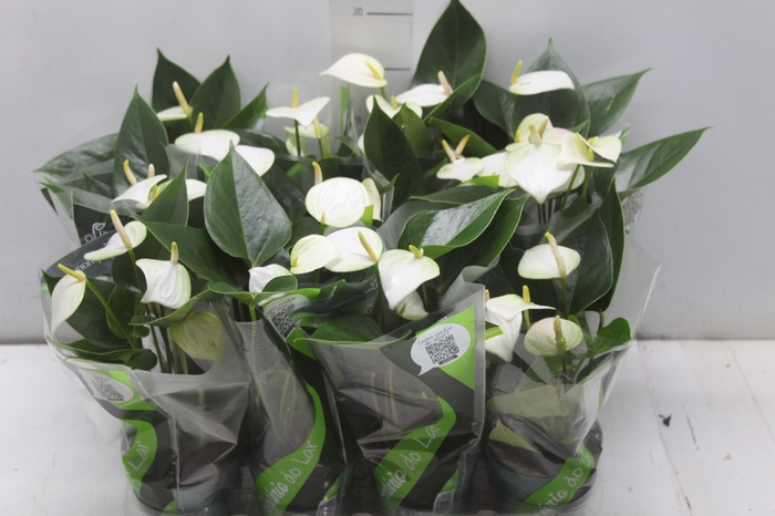 <h4>ANTHURIUM VARIADO P09</h4>