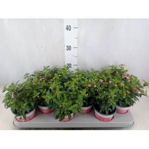 Fuchsia  'Bella Fuchsia Mariska'