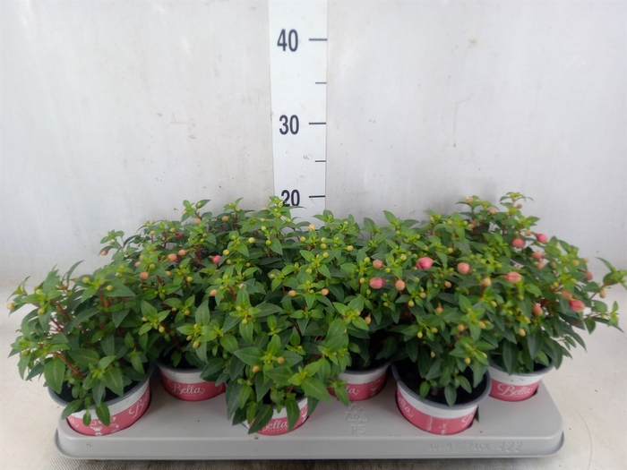 <h4>Fuchsia  'Bella Fuchsia Mariska'</h4>