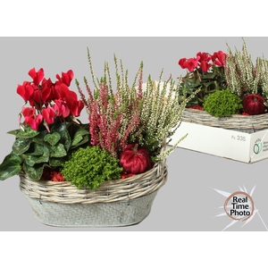 ARR TUINPLANTEN