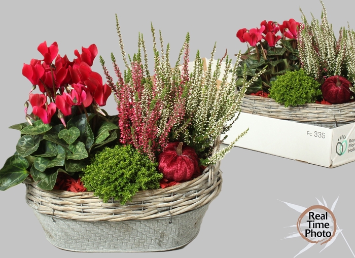 <h4>ARR TUINPLANTEN</h4>