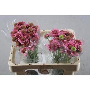 Scabiosa Candy Scoop L50
