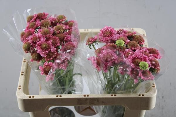 <h4>Scabiosa Candy Scoop L50</h4>
