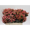 Hypericum Sweet Romance