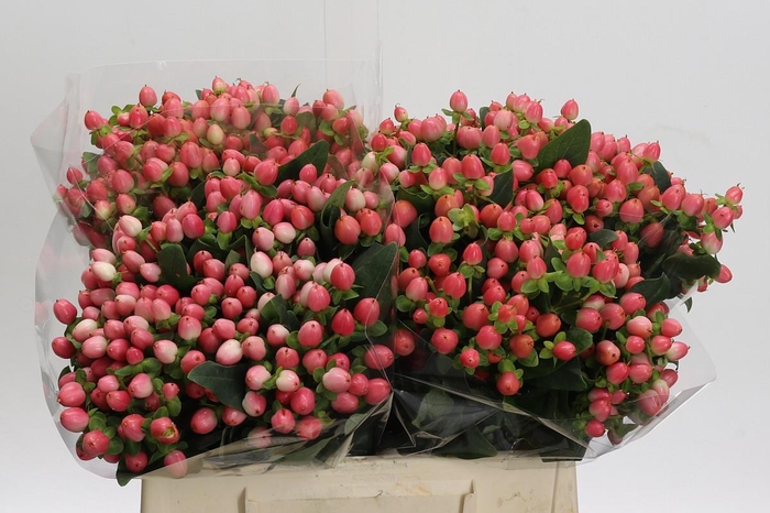 <h4>Hypericum Sweet Romance</h4>