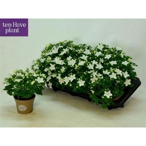 Camp Is Atlant White