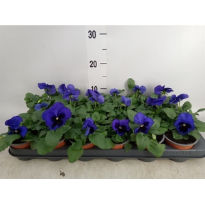 Viola wr. 'Delta Blue wBlotch'