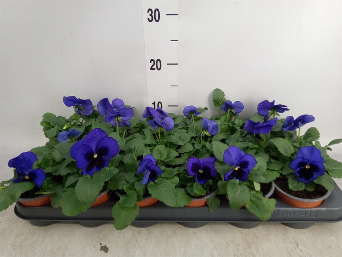 <h4>Viola wr. 'Delta Blue wBlotch'</h4>