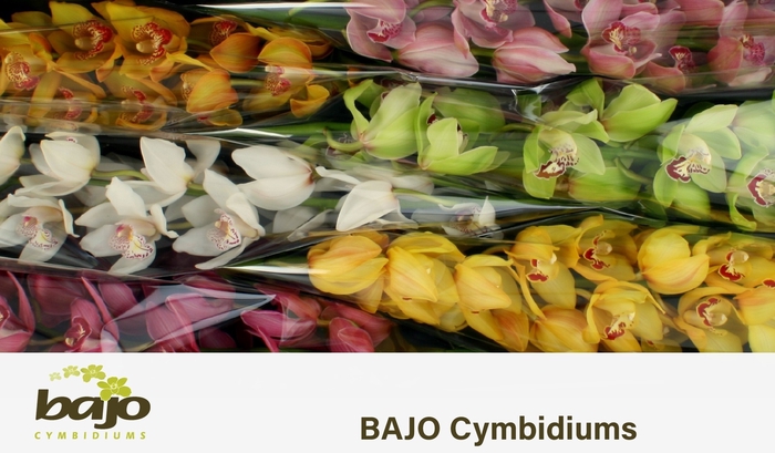 <h4>CYMB T GEM</h4>