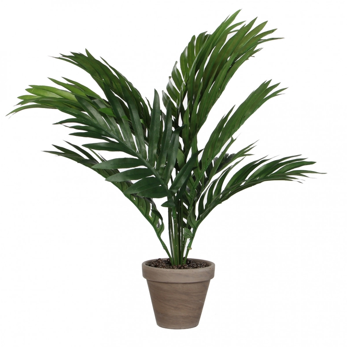 Pot Areca palm d11/60*45cm
