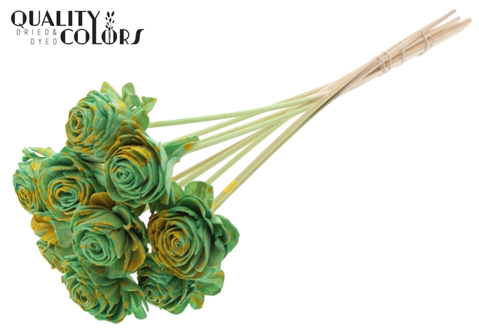 Shola Beauty Rose 6cm on stem Splashed Mint/Yellow