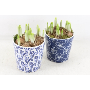 arr4 Narcis RN - Royal Rhapsody