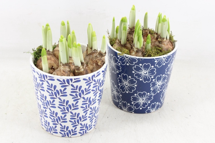 <h4>arr4 Narcis RN - Royal Rhapsody</h4>