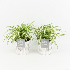 Chlorophytum comosum Variegatum in Wood wit