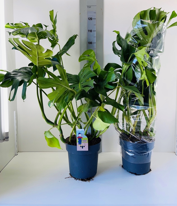 <h4>MONSTERA DELICIOSA</h4>