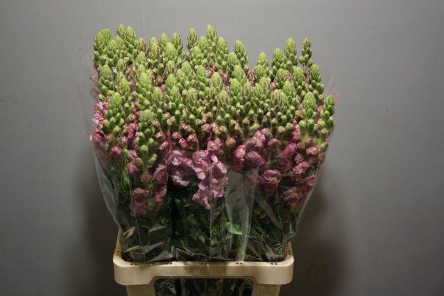 <h4>ANTIR POTO LAVEND</h4>